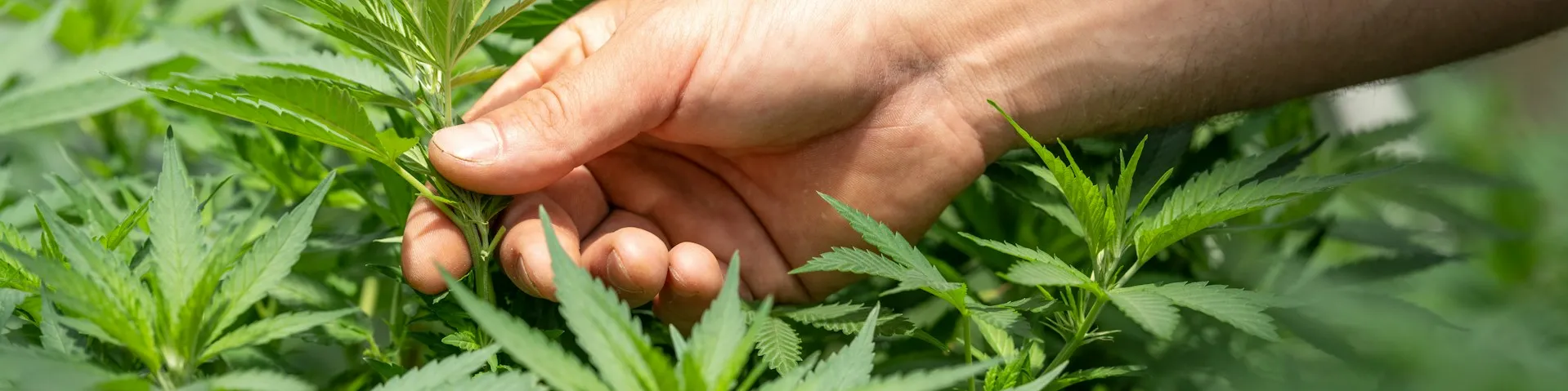 Ausbau einer GMP- Produkt